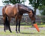 GIOCO PER CAVALLI CAROTA GIGANTE  